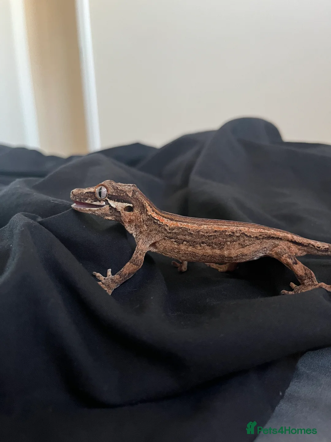 Gecko reptiles for sale: Gargoyle gecko - Advert 4