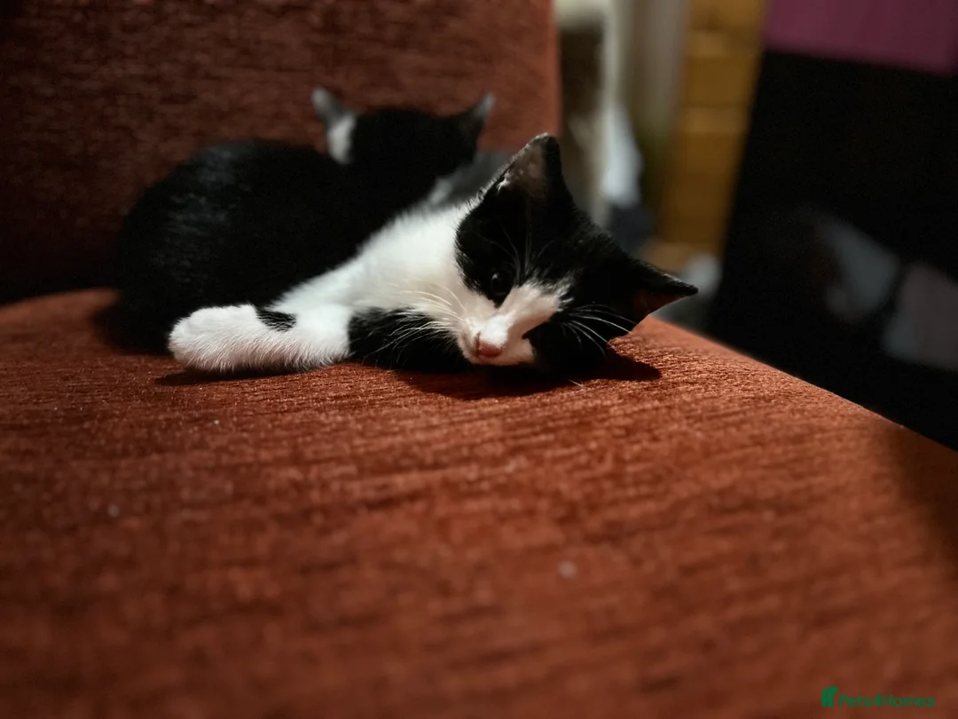 Mixed Breed cats for sale: Kittens are looking for a home  - Advert 8