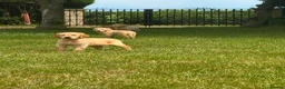 Golden Retriever dogs for sale: PUREBRED GOLDEN RETRIEVER PUPPIES – KC REGISTERED in Stamford - Advert 12