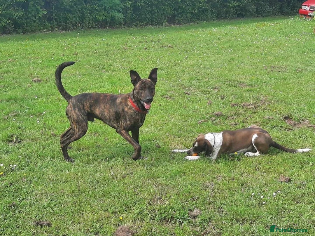 Mixed Breed dogs for adoption: 💔 Handsome Oscar is looking for his forever home  - Advert 5