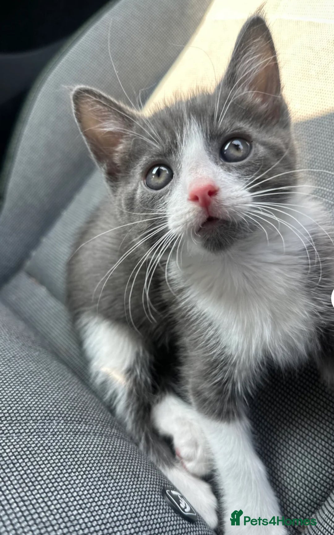 Mixed Breed cats for sale: White and grey tabby boy  - Image 2