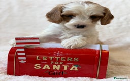 Cavapoo dogs for sale: Cavapoo *Licensed* Ready 2nd Dec. - Advert 5