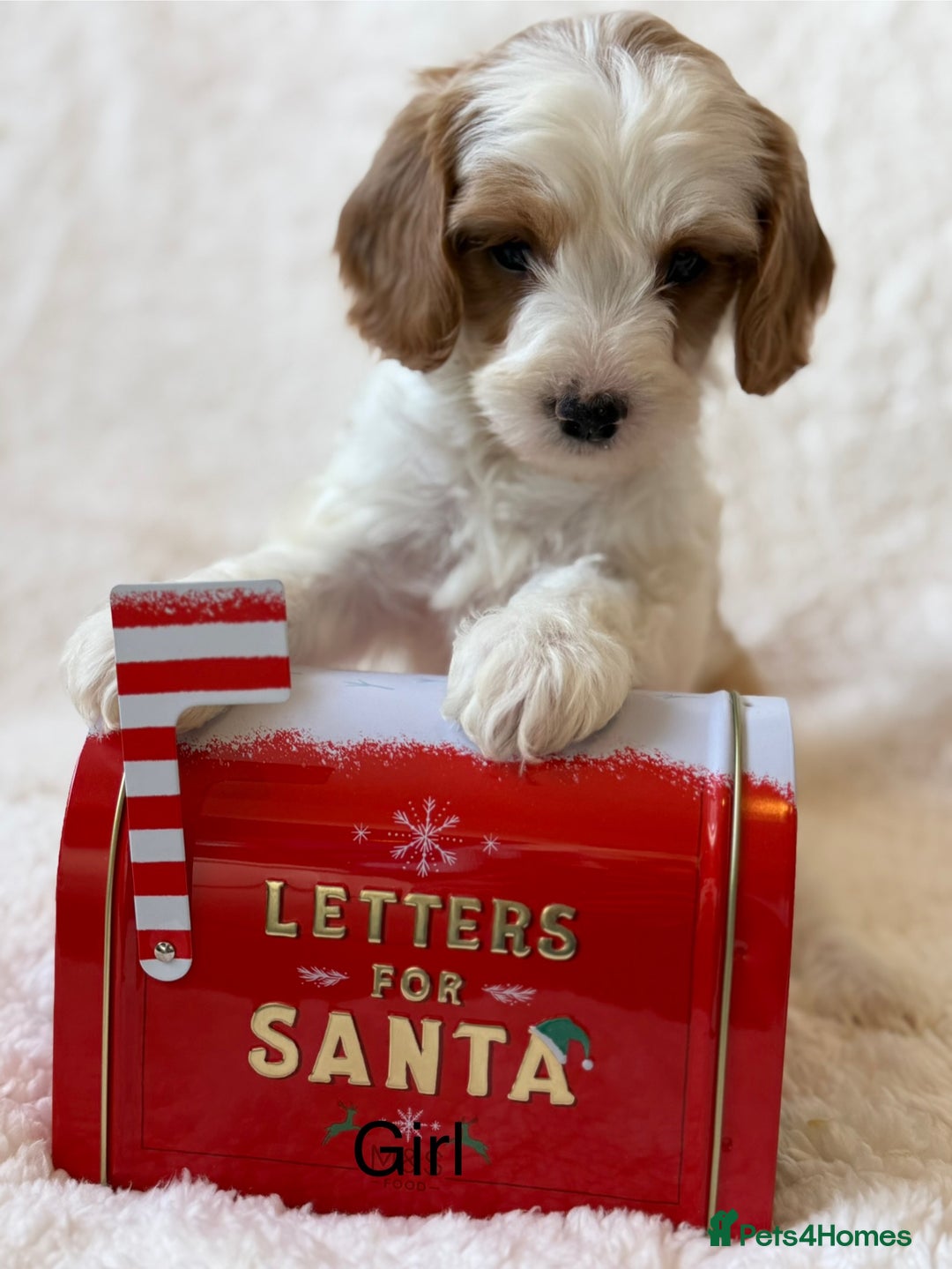 Cavapoo dogs for sale: Cavapoo *Licensed* Ready 2nd Dec. - Advert 5