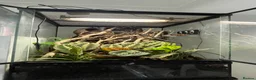 Mixed Breed reptiles for sale: 2 geckos 3 snakes  - Advert 12