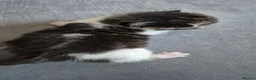 Mixed Breed cats for sale: Amazing family kittens - Advert 34