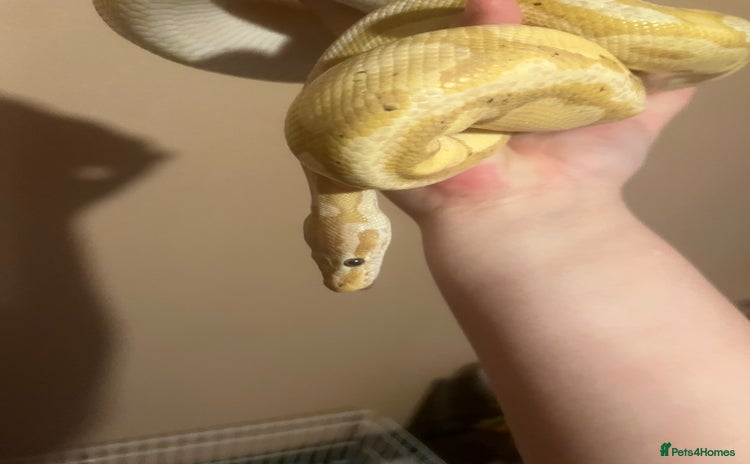 Python Snake reptiles - Advert 2