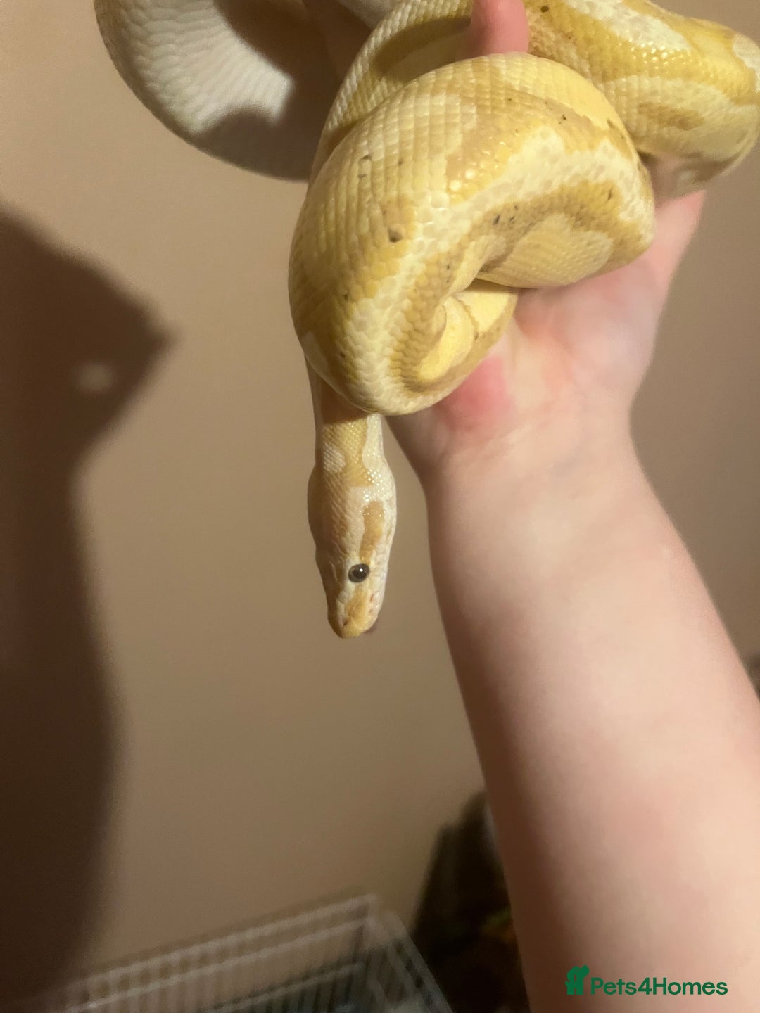 Python Snake reptiles for sale: Cyril the banana ball python - Image 2