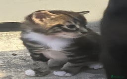 Mixed Breed cats for sale: Bengal x Bombay - Image 7