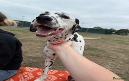 Dalmatian dogs for sale: Potential rehome - male LUA Dalmatian  - Advert 4