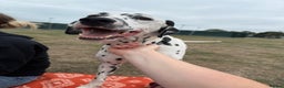 Dalmatian dogs for sale: Potential rehome - male LUA Dalmatian  - Advert 4