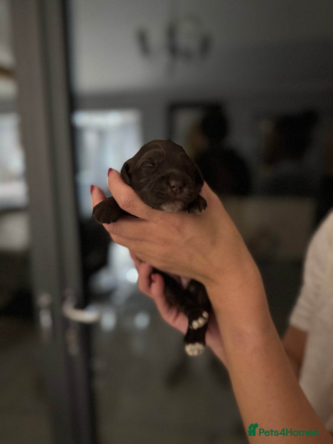 Cockapoo dogs for sale: Beautiful F1 cockapoo puppies  - Image 8