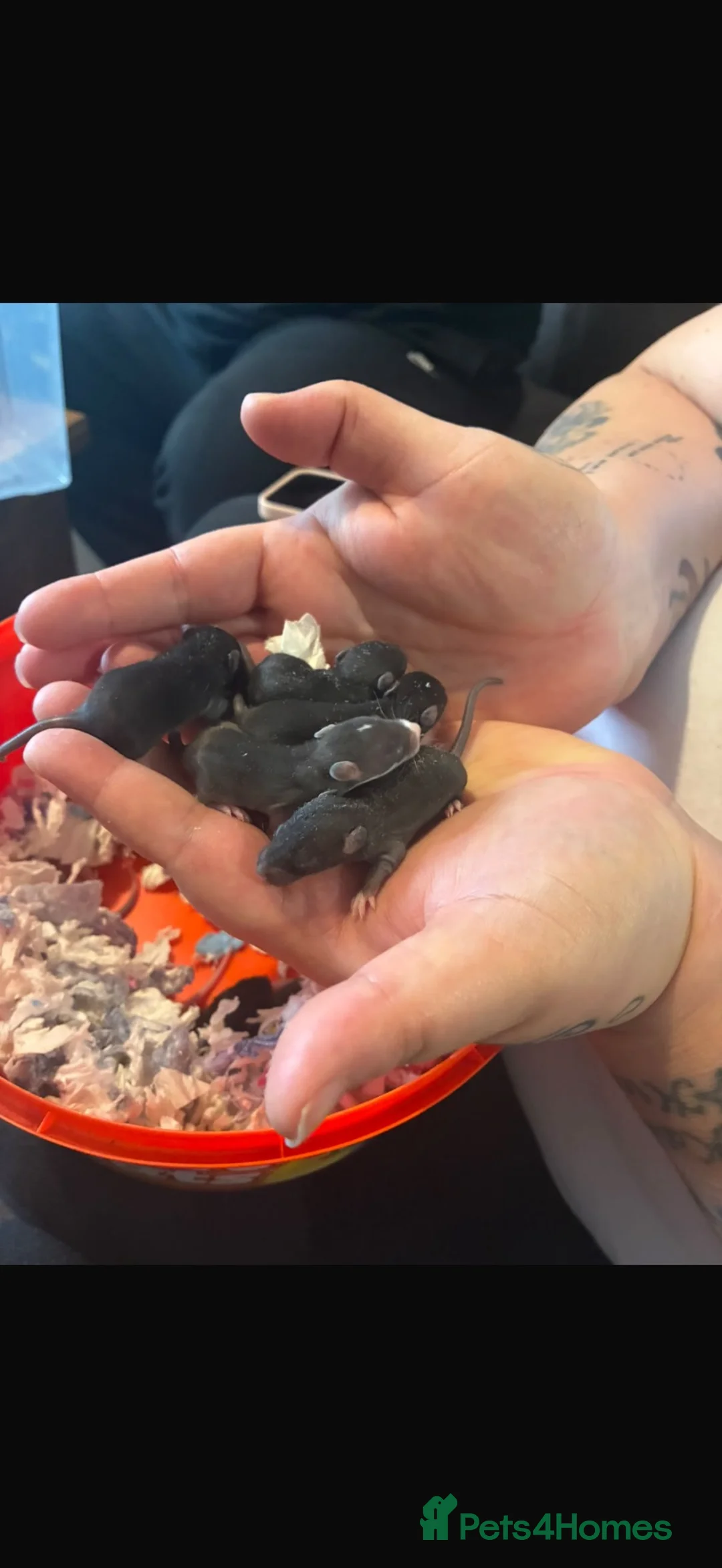 Rat rodents for sale: Mixed rats  in Bury Saint Edmunds - Advert 2