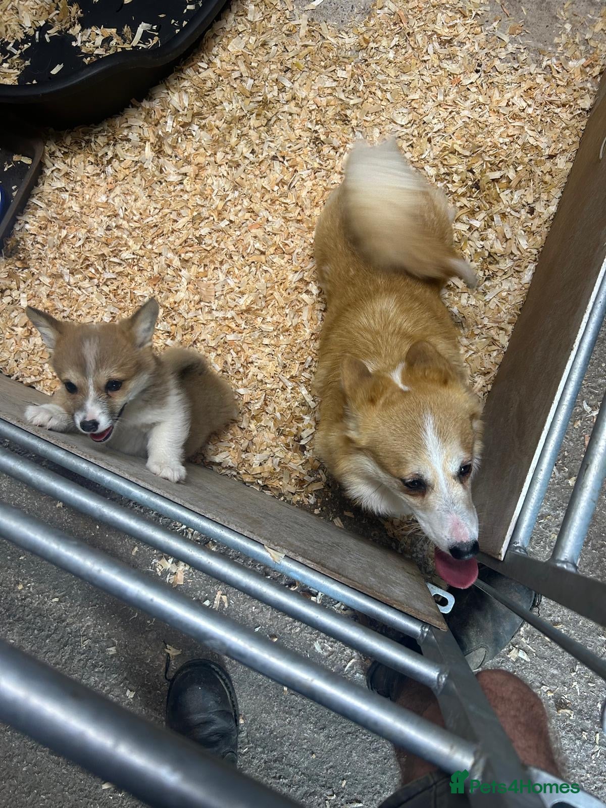 Welsh Corgi Pembroke dogs for sale: Lovely Corgi Girl Pup - Ready To Go - Advert 2