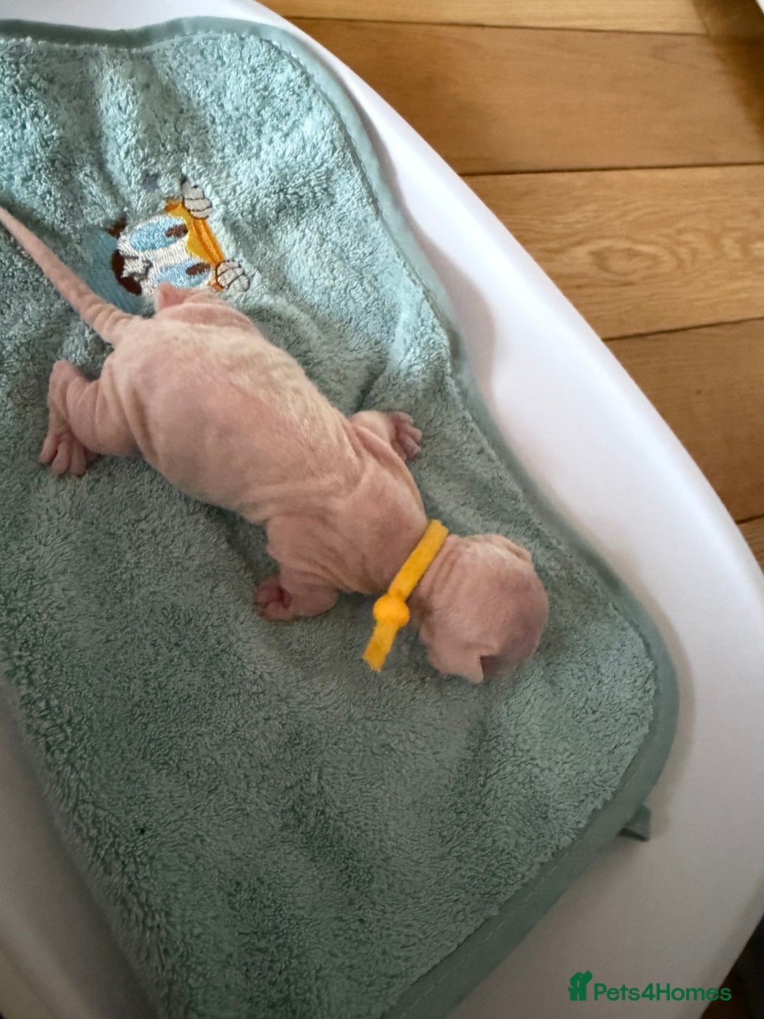 Devon Rex cats for sale: 🐾Adorable Devon Rex Kittens 🐾🌸 - Advert 10