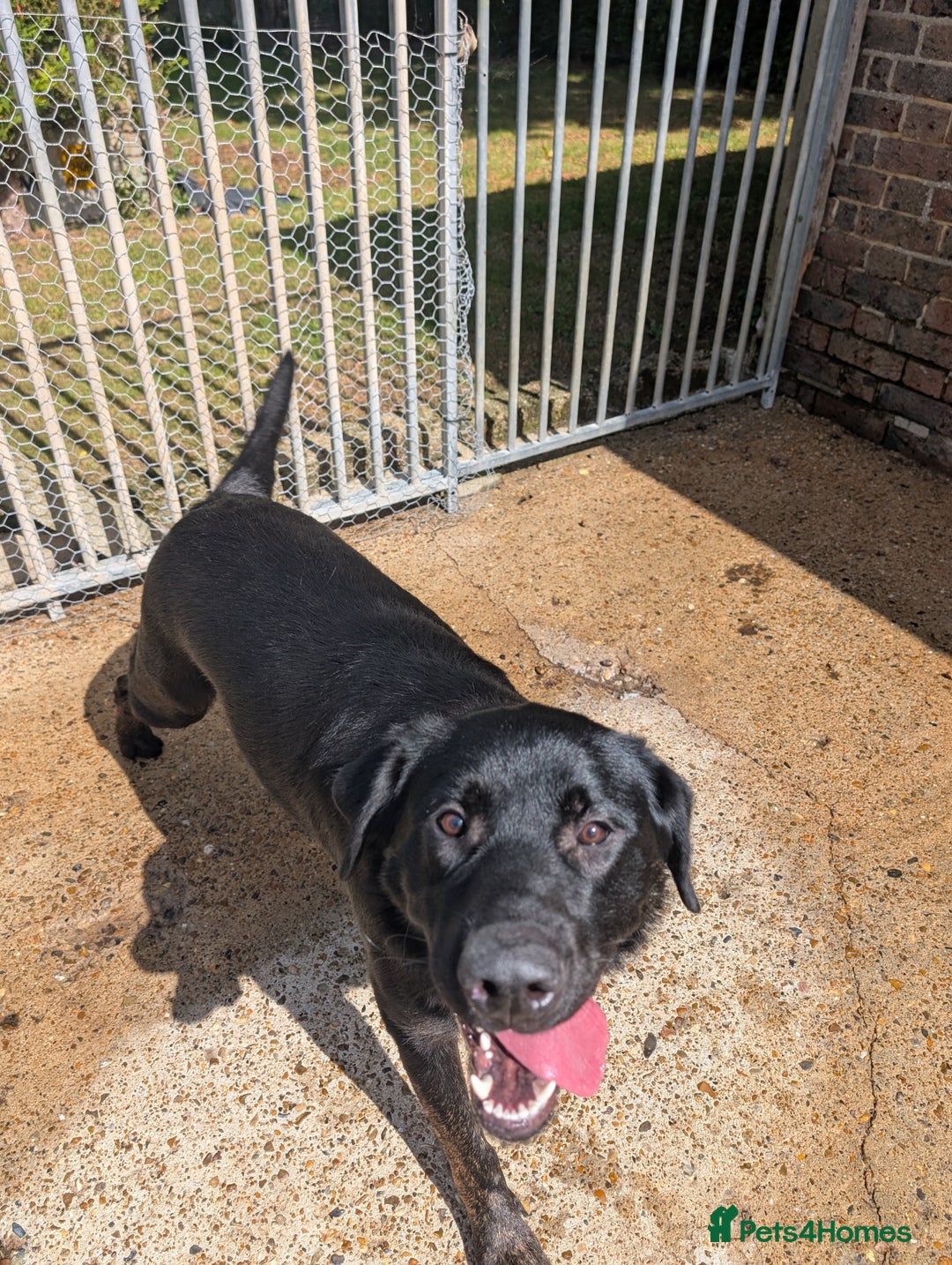 Labrador Retriever dogs for sale: Kobi lab x Alsatian  - Image 1