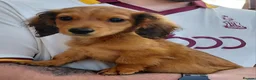 Miniature Dachshund dogs for sale: ✨️Available & Ready✨️3 Left✨️Longhaired Mini's✨️ - Advert 5