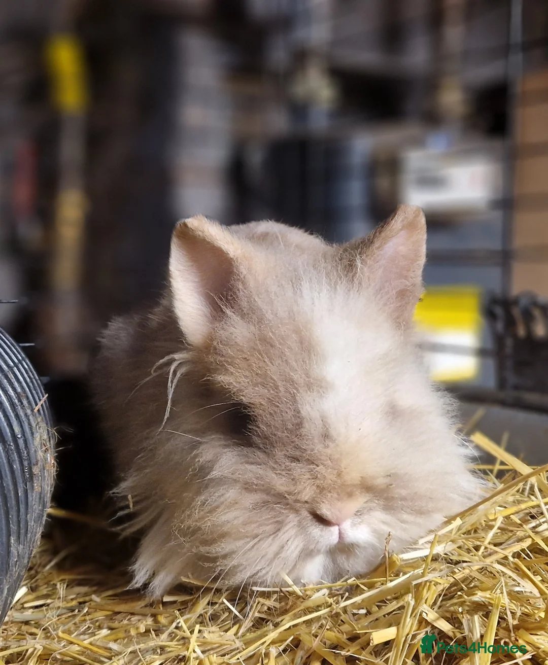 Lionhead rabbits for sale: Friendly, cute, fluffy lionheads-ONLY 2 BOYS LEFT - Advert 1