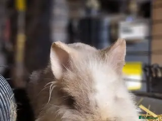 Lionhead rabbits Friendly, cute, fluffy lionheads-ONLY 2 BOYS LEFT - Advert 14