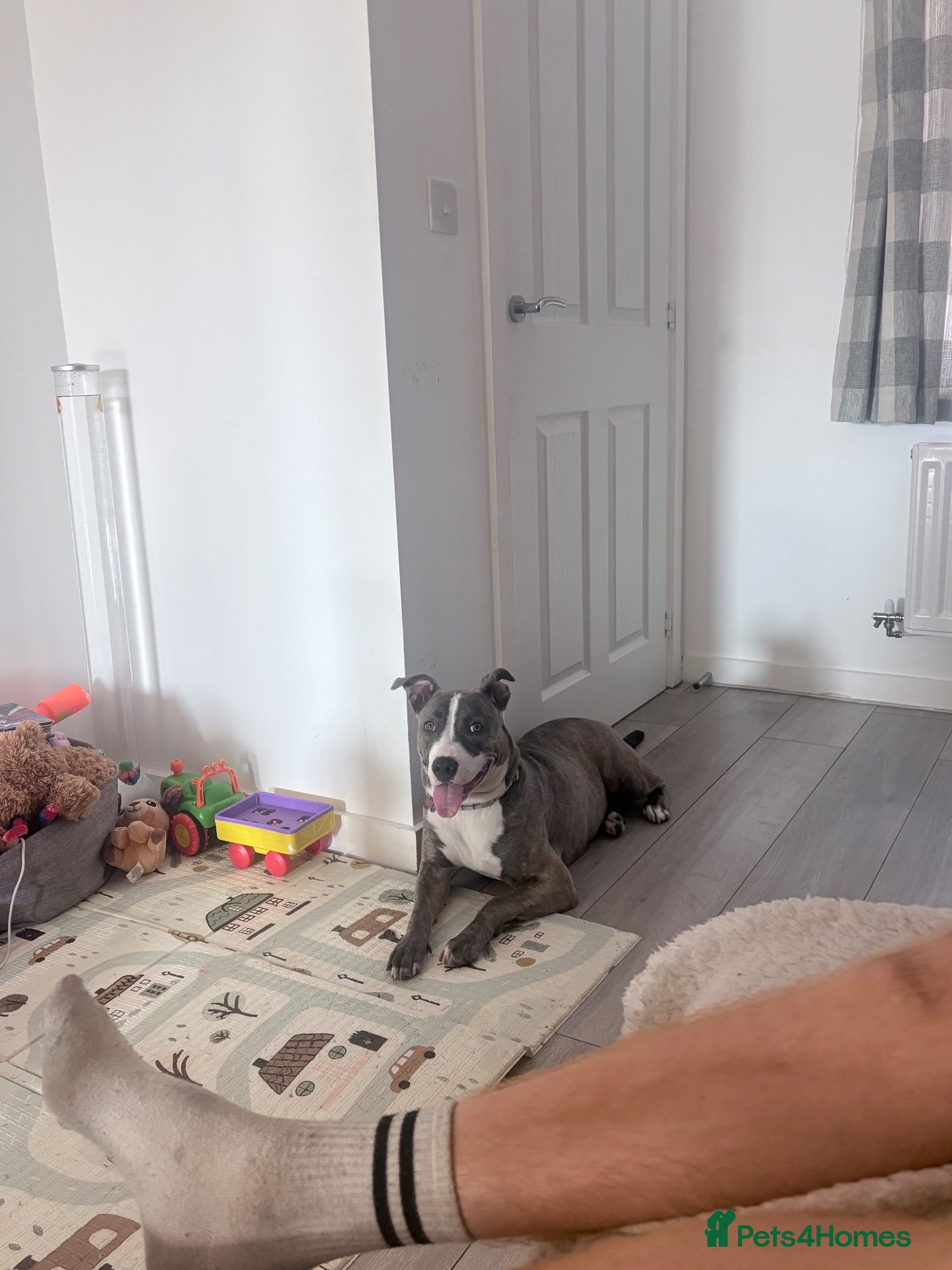 Staffordshire Bull Terrier dogs 7 month old staffy Luna - Advert 2