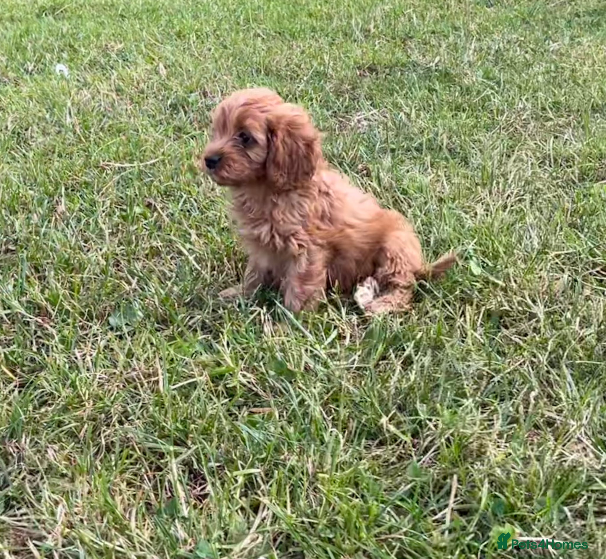 Cavapoo dogs for sale: Beautiful red girls and boys available  in Sittingbourne - Advert 9
