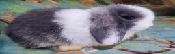 Mini Lop rabbits for sale: Baby Mini Lops - Advert 13