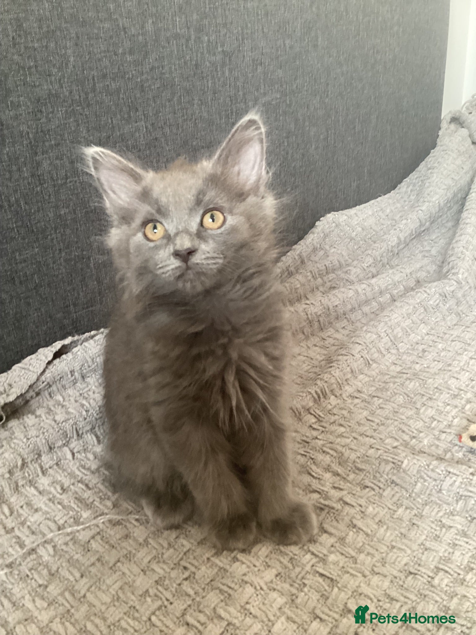 Russian Blue cats Russian blue Scottish fold mix stunning breed  - Advert 12