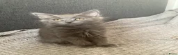 Russian Blue cats for sale: Russian blue Scottish fold mix stunning breed  - Advert 1