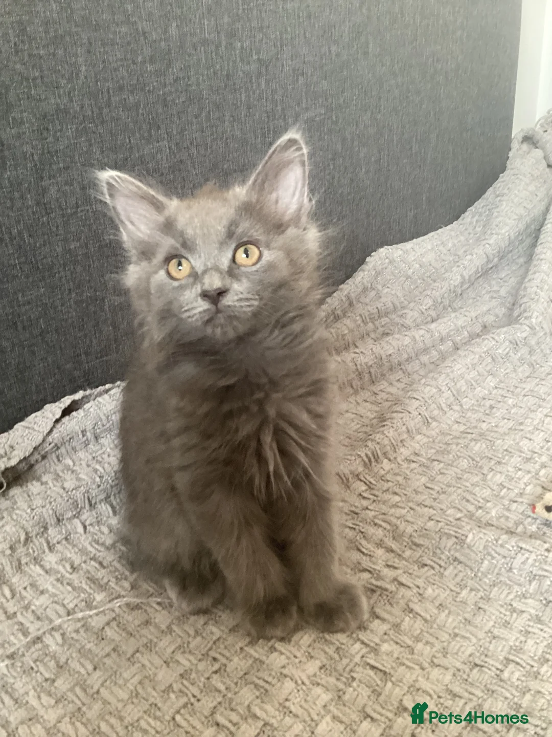 Russian Blue cats for sale: Russian blue Scottish fold mix stunning breed  - Advert 1