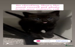 Ragdoll cats for sale: Gorgeous RAGDOLL X  - Image 1