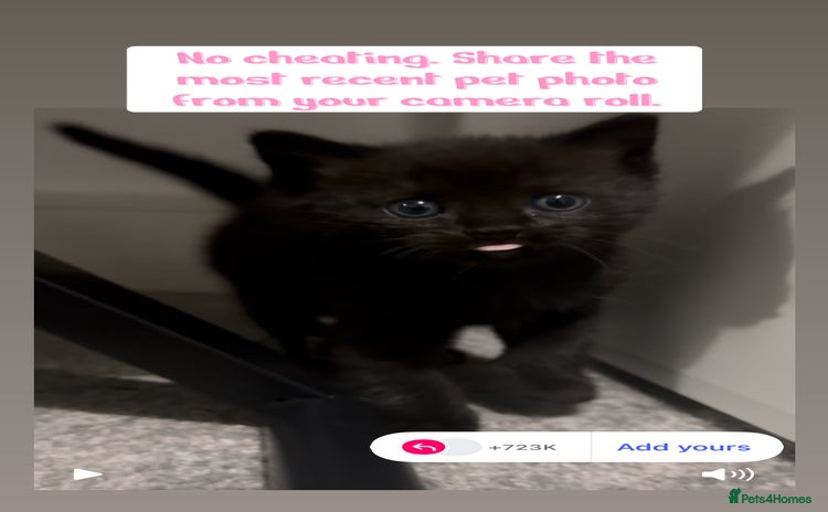 Ragdoll cats - Advert 13
