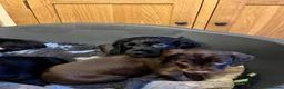 Mixed Breed dogs for sale: 4 beautiful pups available.  - Advert 13