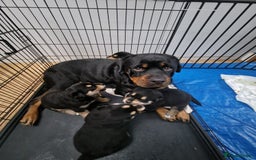 Mixed Breed dogs for sale: Adorable Rottsky Pups - Image 1