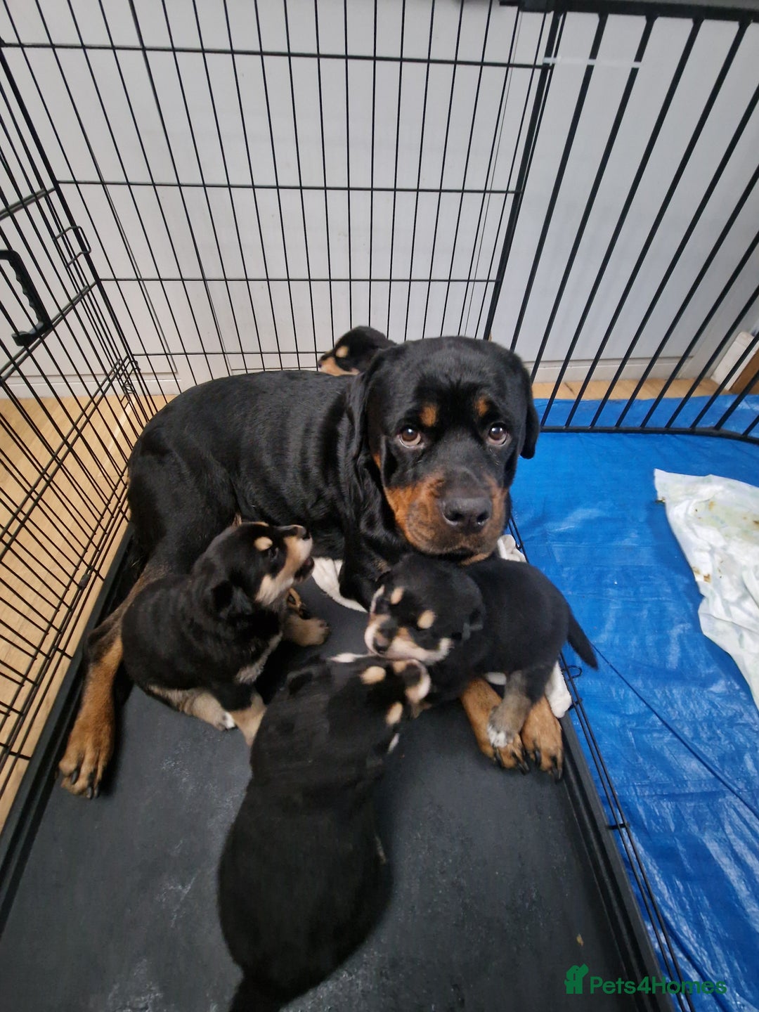 Mixed Breed dogs for sale: Adorable Rottsky Pups - Image 1