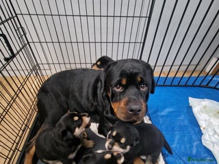 Mixed Breed dogs for sale - Advert 1