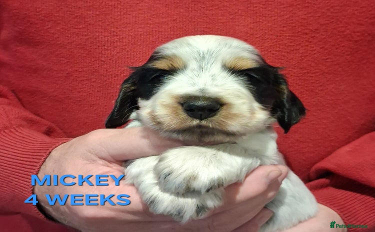 Cocker Spaniel dogs - Advert 2