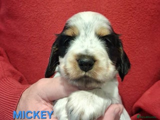 Cocker Spaniel dogs - Advert 2