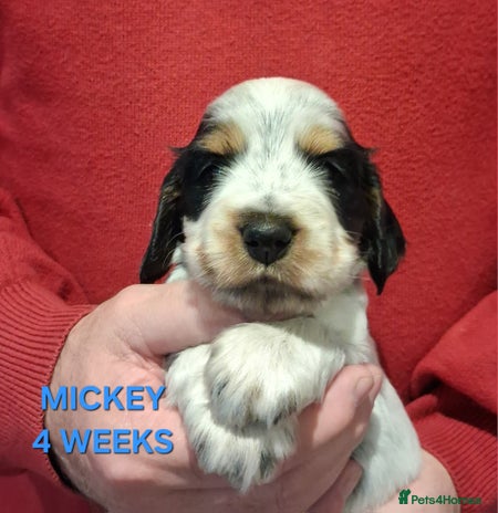 Cocker Spaniel dogs - Advert 1