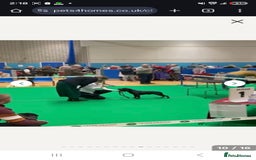 Staffordshire Bull Terrier dogs for sale:  STAFFORDSHIRE BULL TERRIERS PUPS  - Image 21