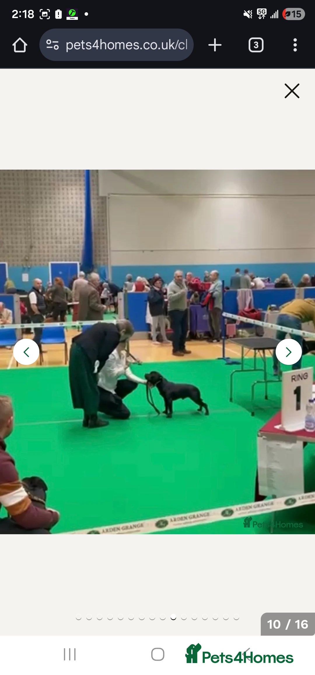 Staffordshire Bull Terrier dogs for sale:  STAFFORDSHIRE BULL TERRIERS PUPS  - Image 21