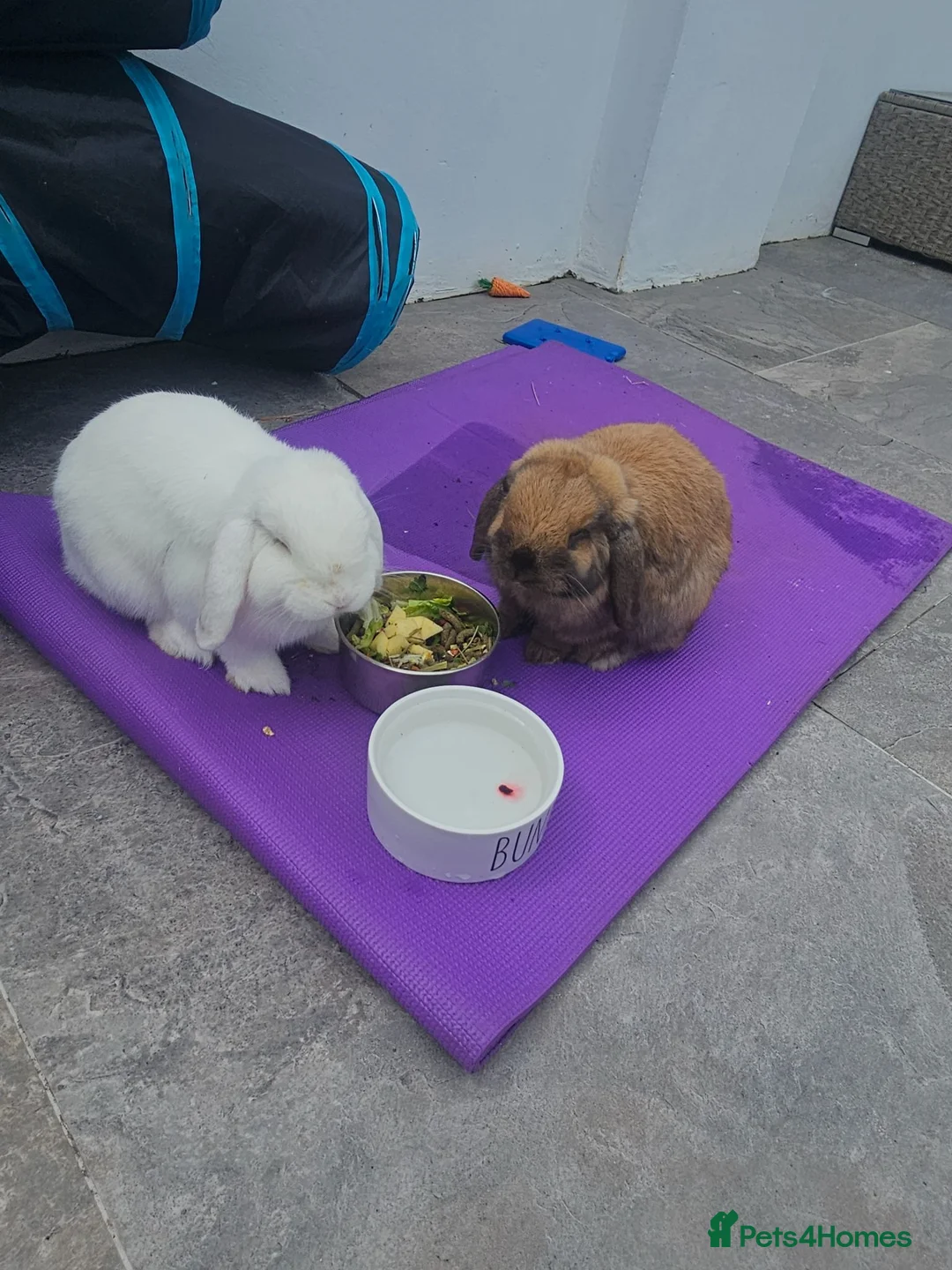 Mini Lop rabbits for sale: Two Male Mini Lop For Sale. - Advert 1