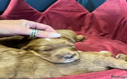 Cavapoo dogs for sale: Stunning F1 Cavapoo pups ONE GIRL LEFT - Image 4