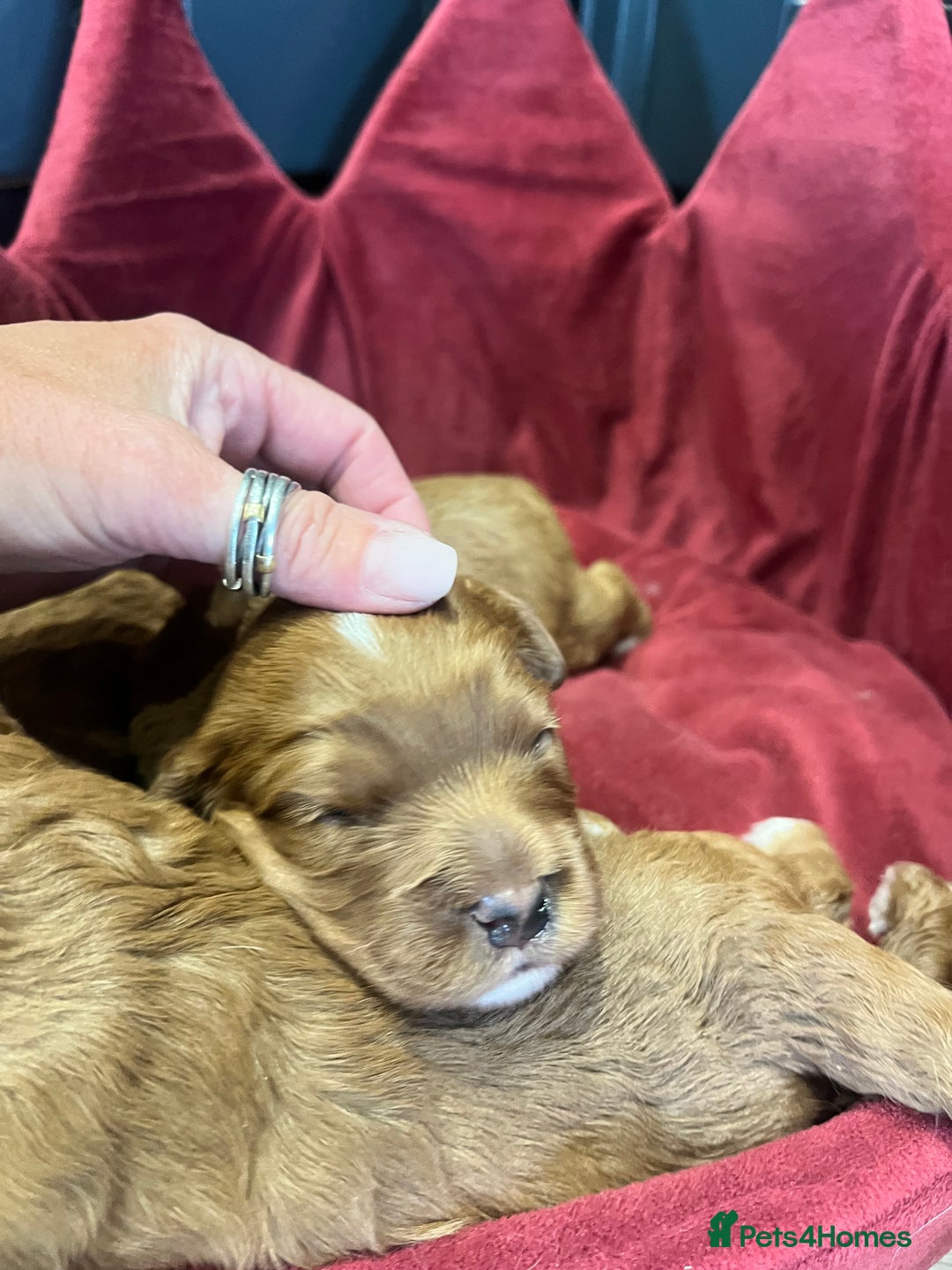 Cavapoo dogs for sale: Stunning F1 Cavapoo pups ONE GIRL LEFT - Image 4