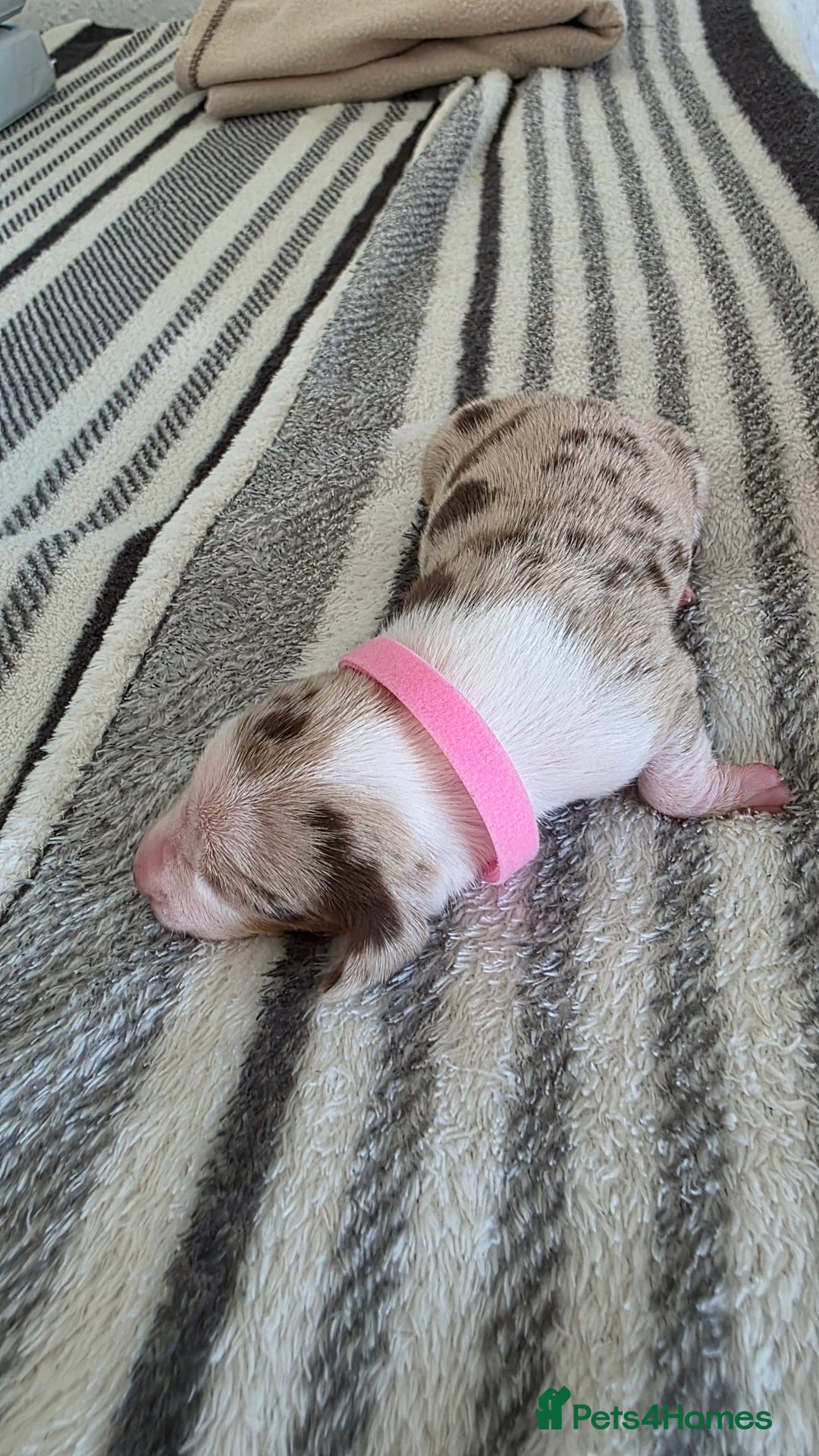 Dachshund dogs for sale: Dachshund tweenies for sale - Image 4