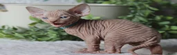 Sphynx cats for sale: Beautiful Pedigree Sphynx Kittens  - Advert 16