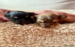 Chorkie dogs for sale: Chorkie (x2 Boys) - Image 7