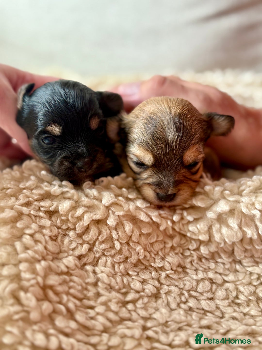 Chorkie dogs for sale: Chorkie (x2 Boys) - Image 7