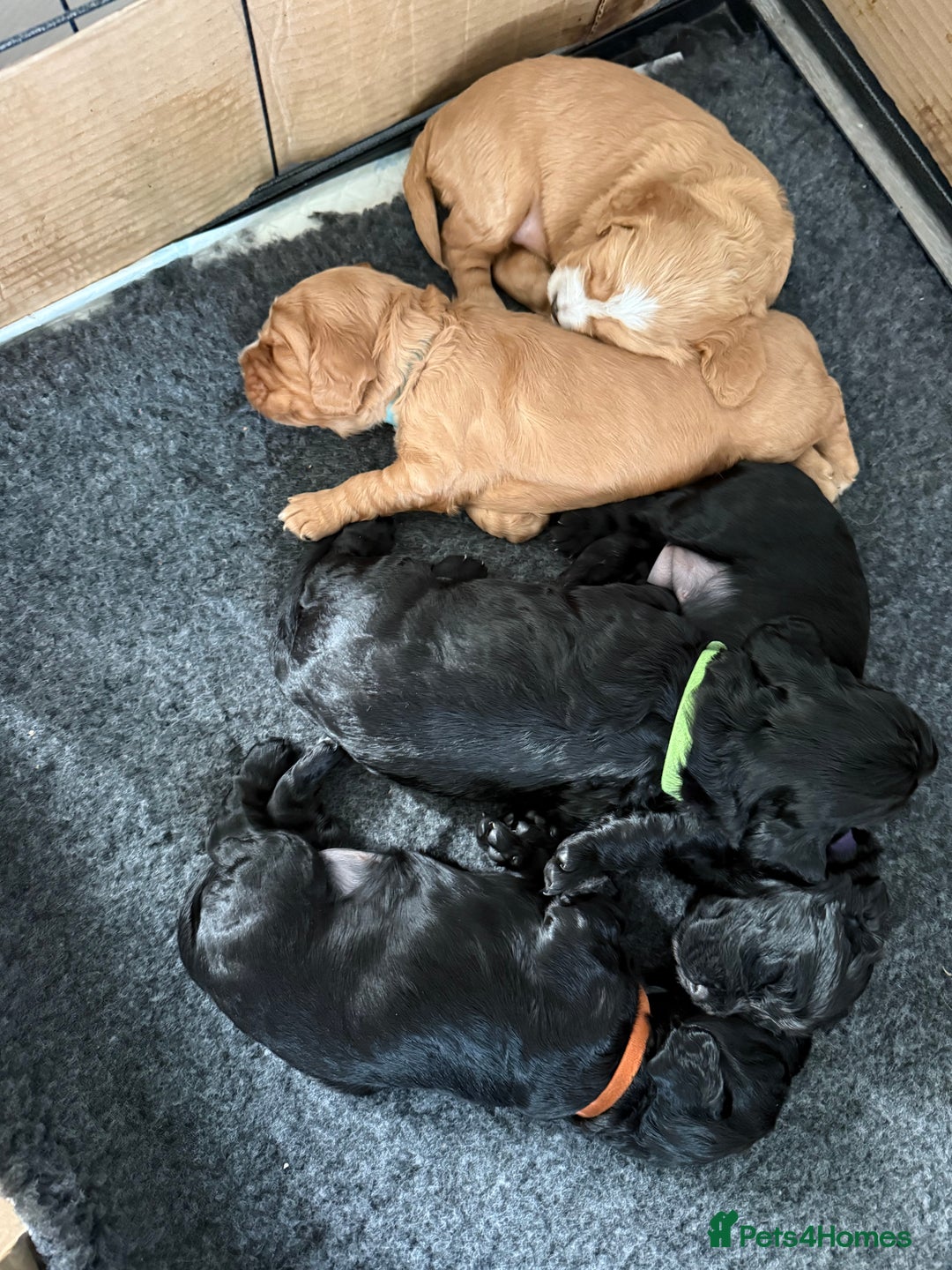 Cocker Spaniel dogs for sale: Puppies Cocker spaniel for sale - Advert 2