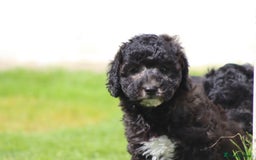 Cavapoochon dogs for sale: Beautiful Cavapoochon female puppy for sale - Image 8