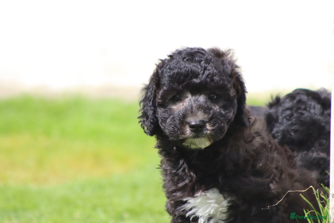 Cavapoochon dogs for sale: Beautiful Cavapoochon female puppy for sale - Image 8