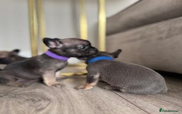 French Bulldog dogs for sale: French bull dog litter available now  - Image 3